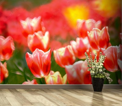 Fototapeta Tulipany z białym makijażem