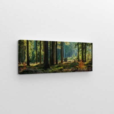 panoramiczny-sloneczny-las-jesienia