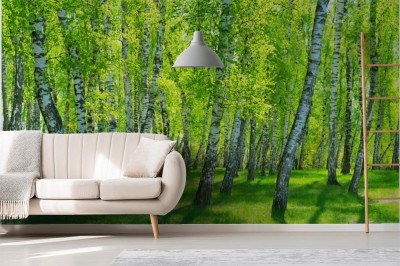 Fototapeta brzozowy gaj w słoneczny dzień