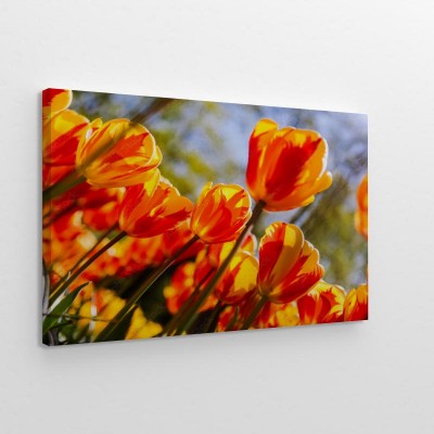 holenderski-krajobraz-przedstawiajacy-kwiaty-tulipana