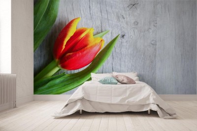 Fototapeta Czerwono żółty tulipan na drewnianym tle