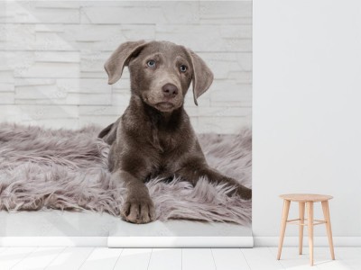 Fototapeta Labrador w koszyku