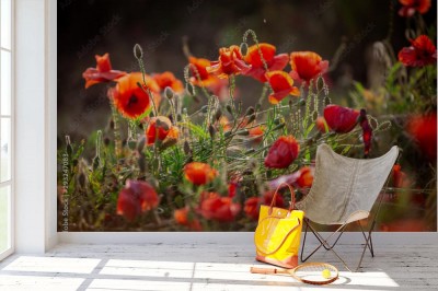 Fototapeta Maki na polnej łące