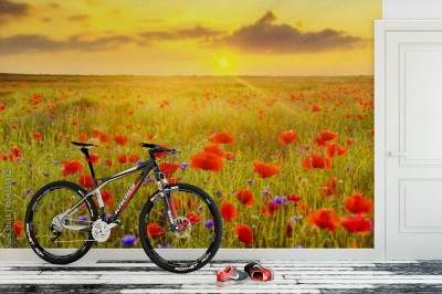 Fototapeta Maki polne-zachód słońca
