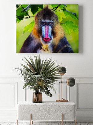 Obraz na płótnie Portret mandryla