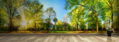 Fototapeta Panoramiczna wiosenna sceneria ze słońcem pięknie oświetlającym świeże zielone liście