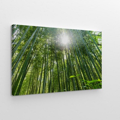 las-bambusowy-z-zabiej-perspektywy