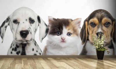 Fototapeta Zwierzaki z ferajny