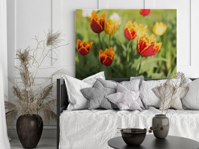 czerwony-puszysty-tulipan