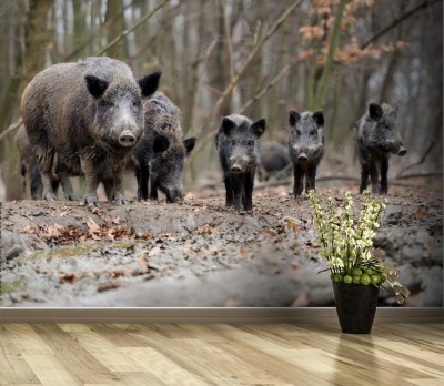 Fototapeta Dzik z rodziną