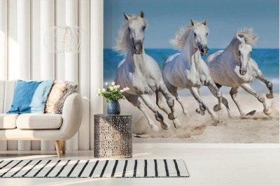 Fototapeta Fototapeta Konie w kłusie na plaży-95257914-