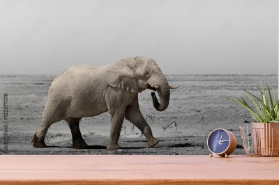 slon-przy-wyschnietym-wodopoju