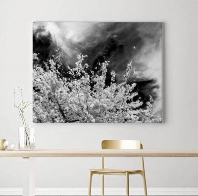 Obraz na płótnie Kwiaty wiśni w monochromatycznym kadrze