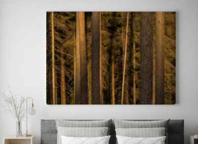 Obraz na płótnie Las, Pnie i Kora