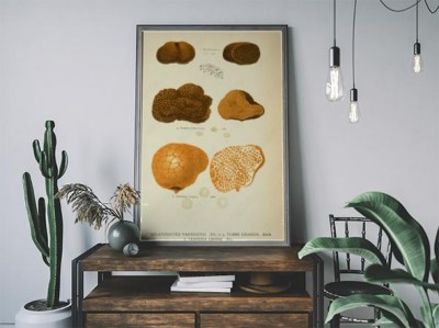 Plakat Ilustracja grzybów
