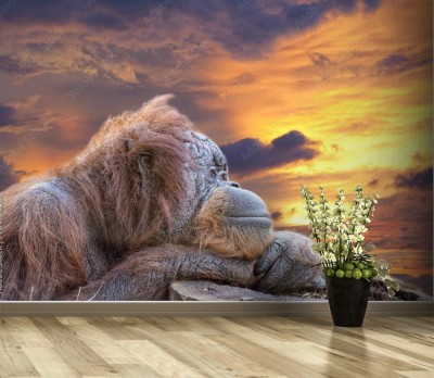 Fototapeta Orangutan zatroskany losem lasów deszczowych