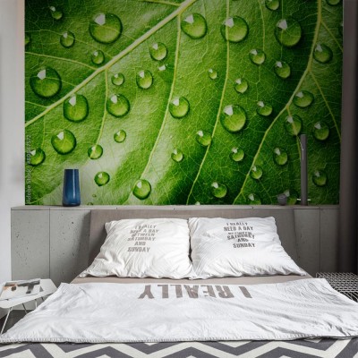 Fototapeta Zielony liść z kroplami wody