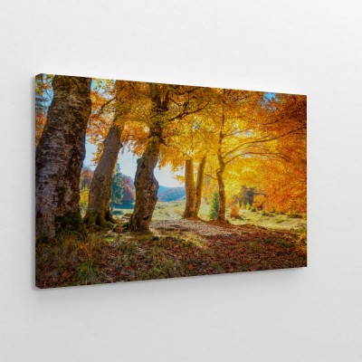 Obraz na płótnie Leśny krajobraz złotej jesieni