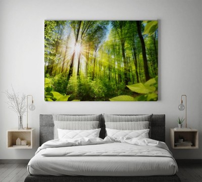 Obrazy do salonu Nasłonecznione drzewa liściaste w lesie