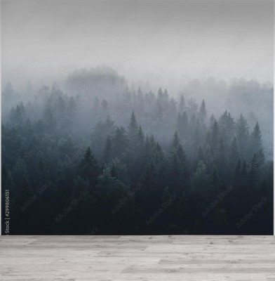 Fototapeta Las sosnowy we wczesnej porannej mgle