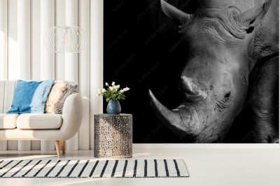Fototapeta Nosorożec w czerni i bieli