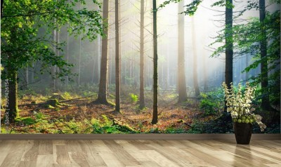 Fototapeta Zarośnięty zielony las we mgle z promieni słońca