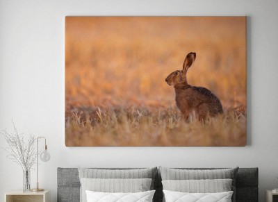 Obrazy do salonu Zając wiejski