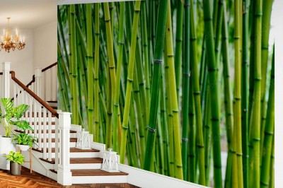 Fototapeta Bambusowy las