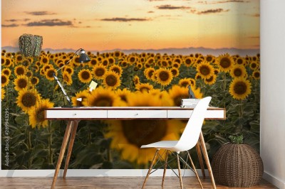 Fototapeta Słonecznikowe pole w Kolorado