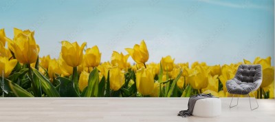Fototapeta Żółte tulipany pod błękitnym niebem