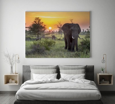 spacer-afrykanskiego-slonia-przy-zachodzie-slonca