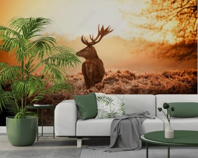 Fototapeta Jeleń w porannym słońcu