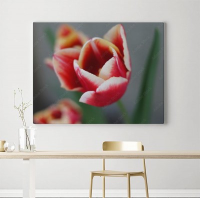 Obraz na płótnie Tulipan