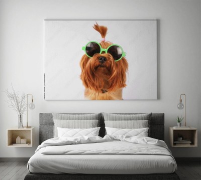 yorkshire-terrier-w-okularach-hipsterskich