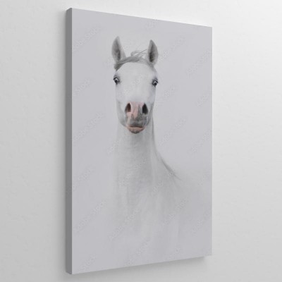 siwy-portret-dystyngowanego-konia