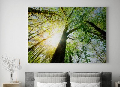 Obrazy do salonu Promienie słoneczne świecą przez wierzchołki drzew w lesie