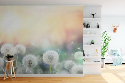 Fototapeta pole mniszka lekarskiego o zachodzie słońca