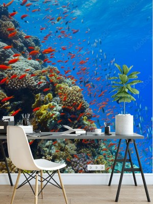 Fototapeta Podwodna rafa koralowa
