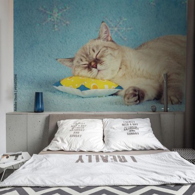 Fototapeta z drzemiącym kotem