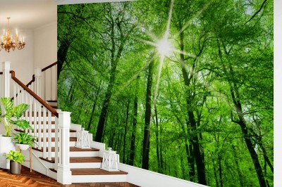 Fototapeta Światło przechodzące przez korony leśnych drzew