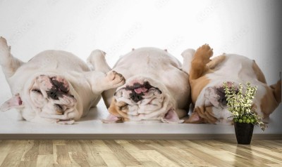 Fototapeta Trzy śpiące psy