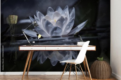 Fototapeta Lilia wodna w stawie z odbiciami w wodzie