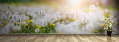 Fototapeta Zielona łąka z białymi dmuchawcami