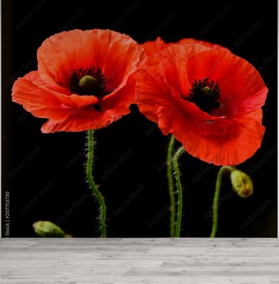 Fototapeta Maki na czarno