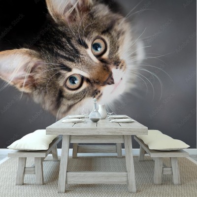 Fototapeta Mały puszysty kotek na szarym tle