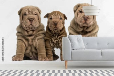 Fototapeta Widok z przodu trzech siedzących szczeniąt Shar Pei