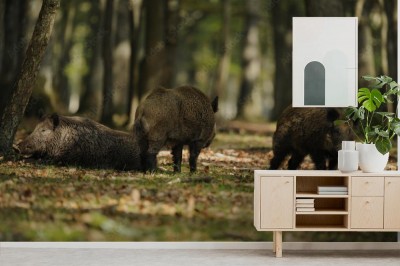 Fototapeta Dziki w lesie