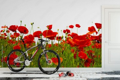 Fototapeta Maki wyizolowane na białym tle