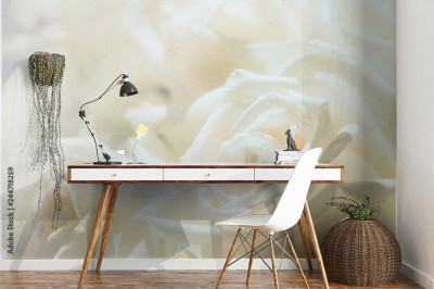 Fototapeta Miękka ostrość koloru z rozmytym płatkiem róży