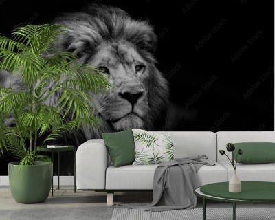 Fototapeta Portret lwa na tle czerni